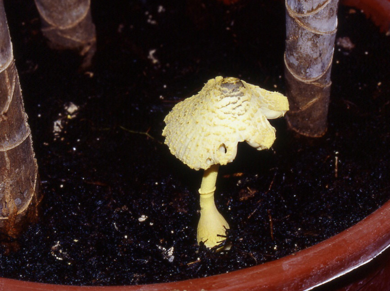 Ancora un fungo per Enzo.....